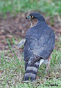 Accipiter cooperii